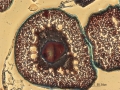 hsitologia+hoechst-113